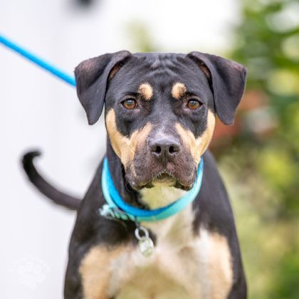 Arisa, an adoptable Pit Bull Terrier, Mixed Breed in Honolulu, HI, 96826 | Photo Image 1