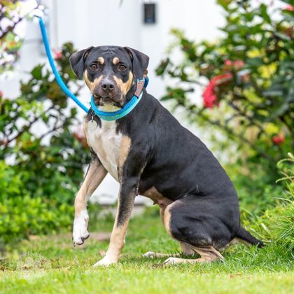 Arisa, an adoptable Pit Bull Terrier, Mixed Breed in Honolulu, HI, 96826 | Photo Image 2