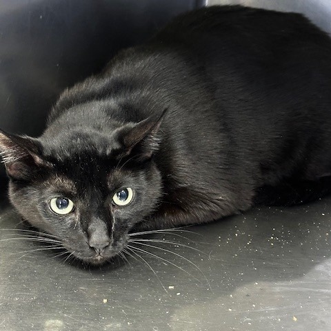 Binx, an adoptable American Shorthair in Coos Bay, OR, 97420 | Photo Image 1
