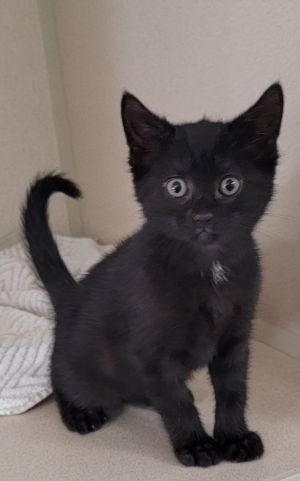 Mica, Young Female Domestic Short Hair