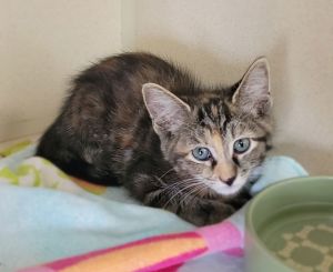 Queso, Young Female unknown