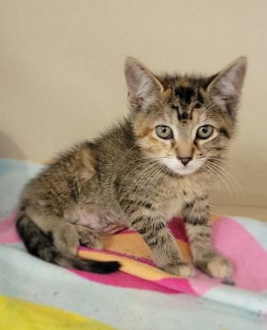 Feta, Young Female unknown