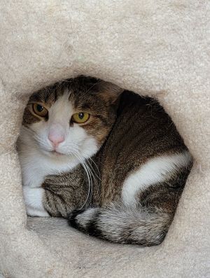 Cream, Young Female unknown