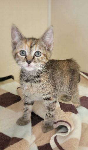 Parmesan, Young Female unknown