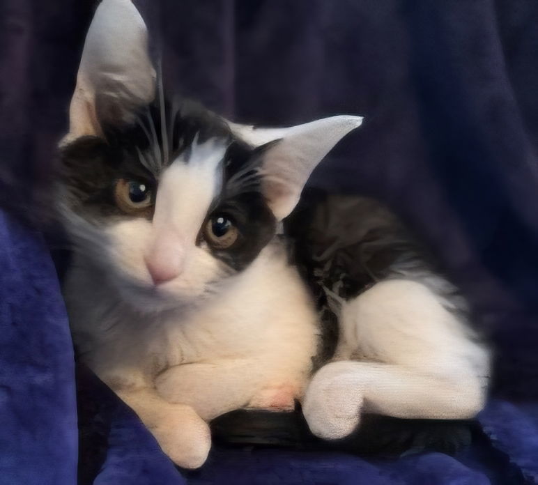 KITTEN BEATRICE