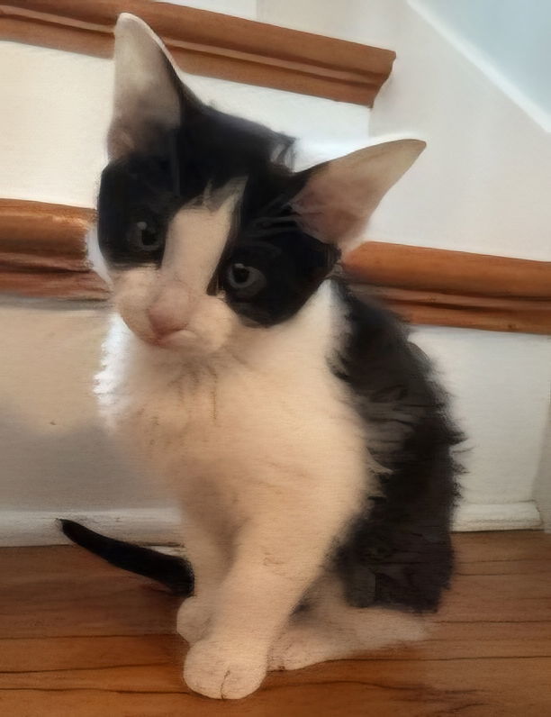 KITTEN BEATRICE