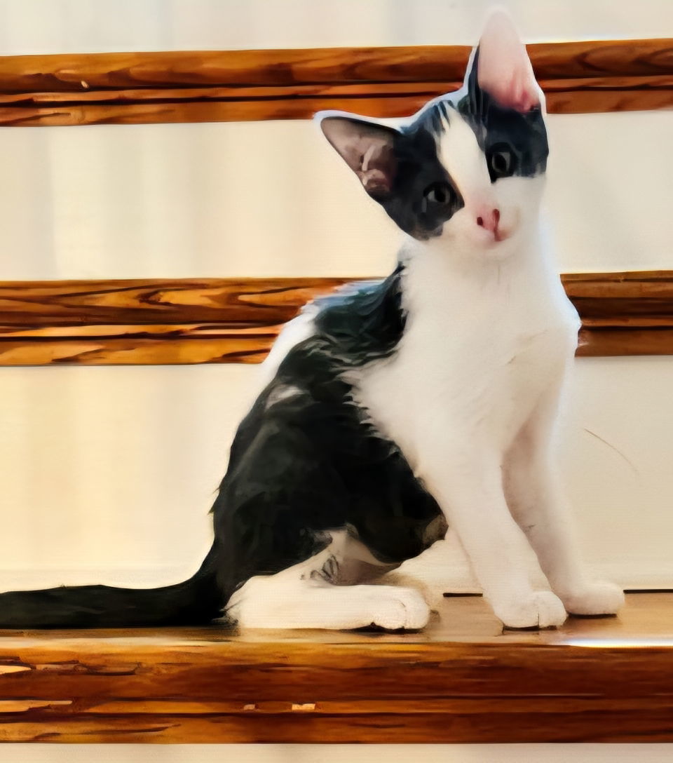 KITTEN BEATRICE