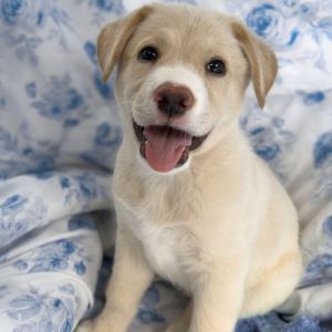 Gemma Yellow Labrador Retriever Dog