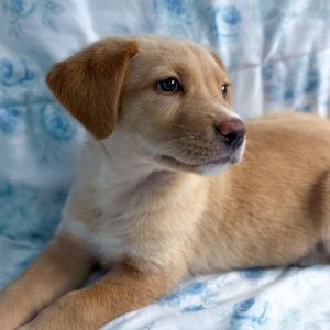 Graham Yellow Labrador Retriever Dog