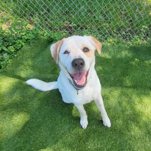 Buddy, Adult Male Mixed Breed