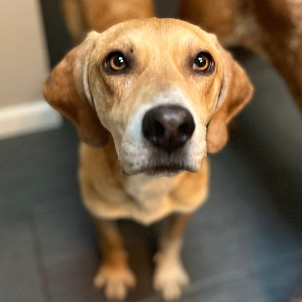 Billy - A Sweet Gentleman! Loves to play! Good w/ Dogs & Kids!