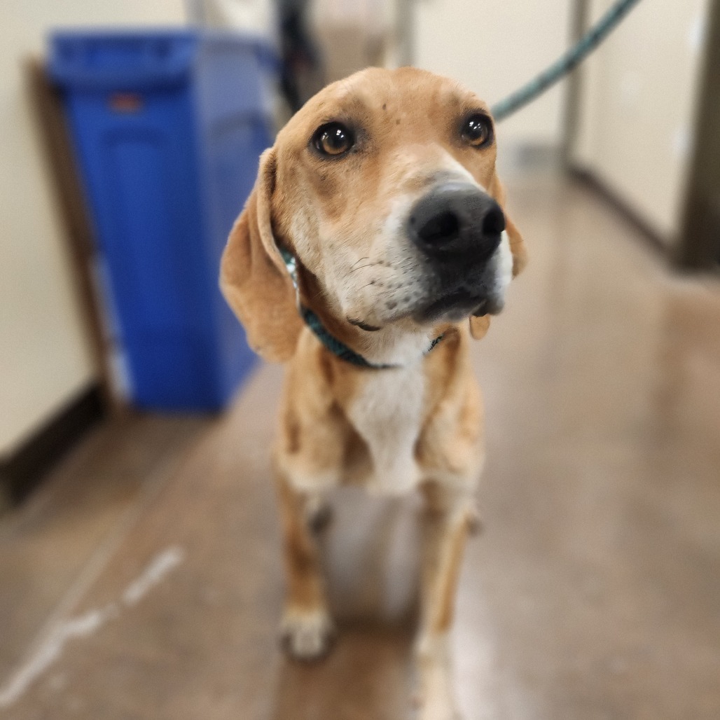Billy - A Sweet Gentleman! Loves to play! Good w/ Dogs & Kids!