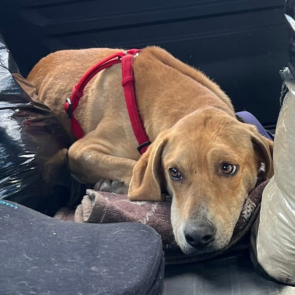 Billy - A Sweet Gentleman! Loves to play! Good w/ Dogs & Kids!