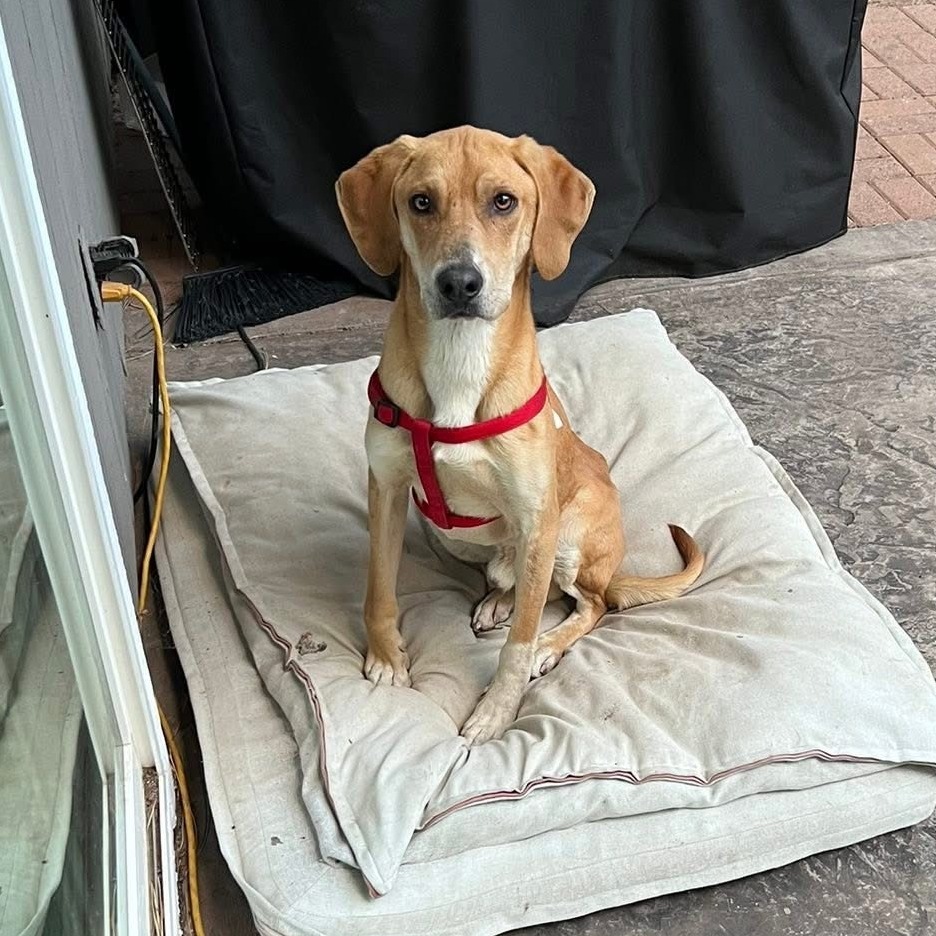Billy - A Sweet Gentleman! Loves to play! Good w/ Dogs & Kids!