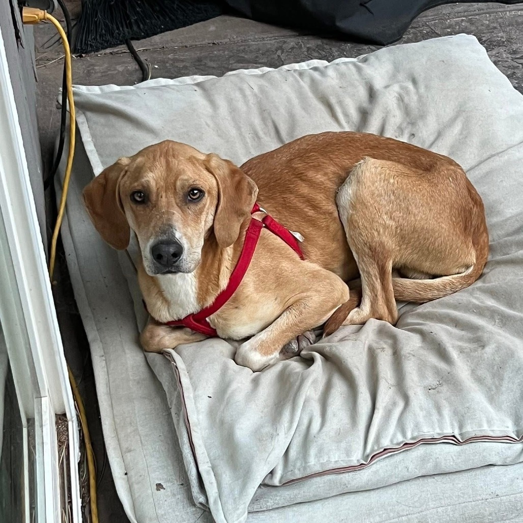 Billy - A Sweet Gentleman! Loves to play! Good w/ Dogs & Kids!