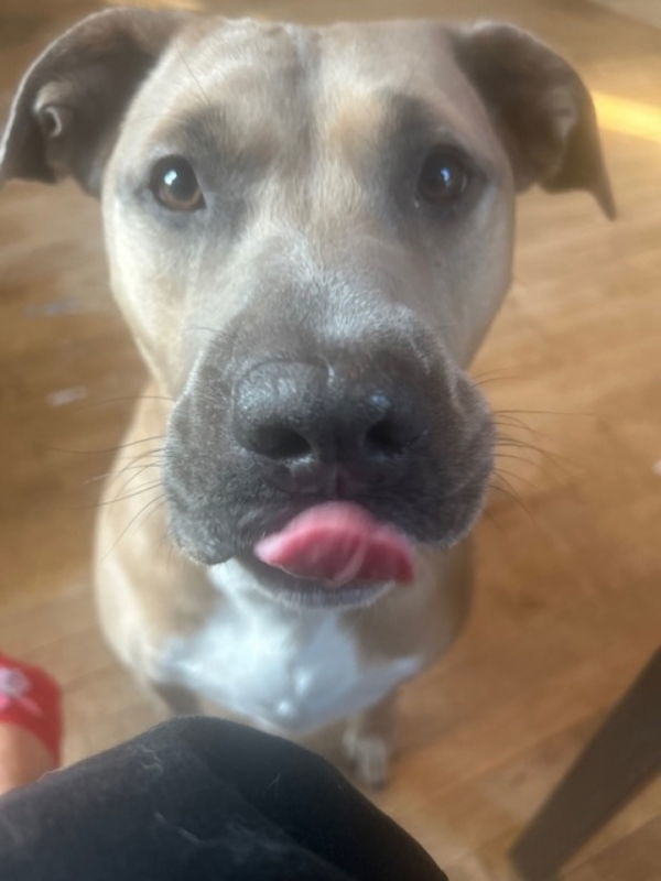 Bella
