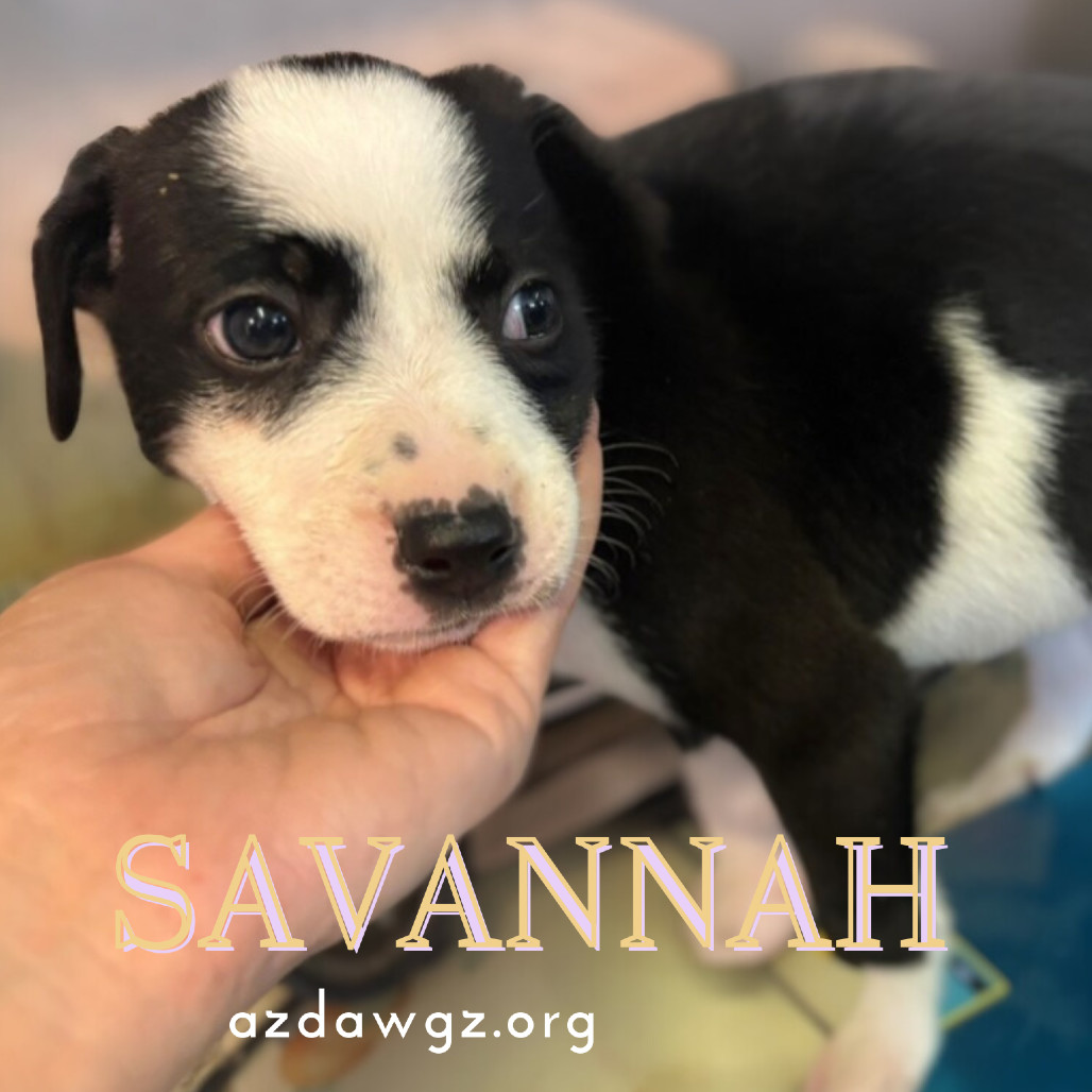 Savannah