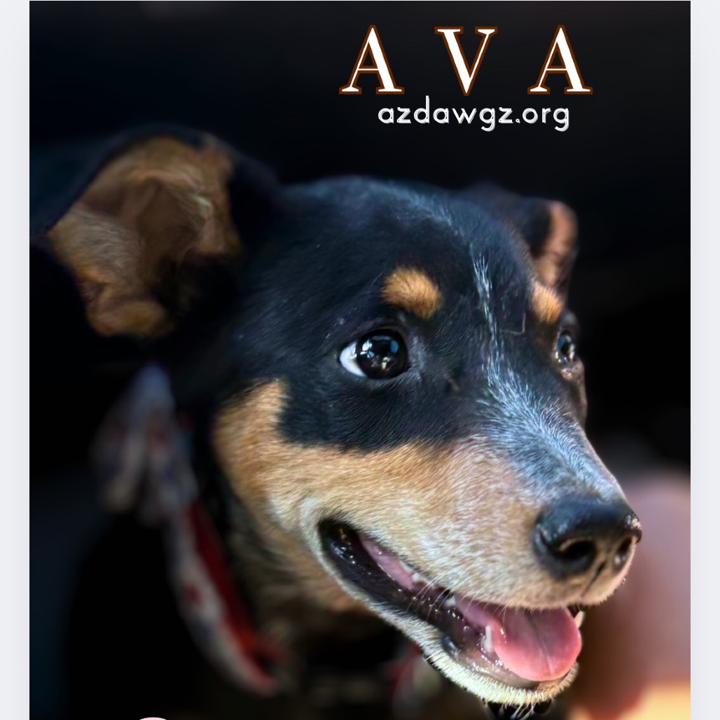 Ava