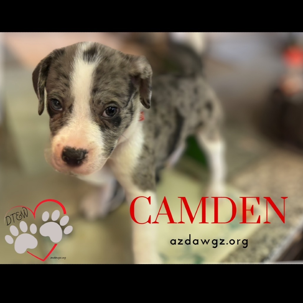 Camden