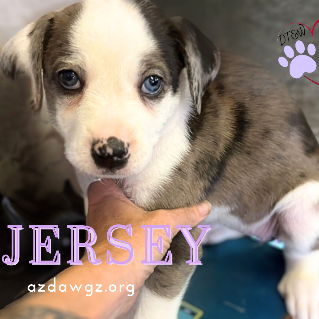 Jersey