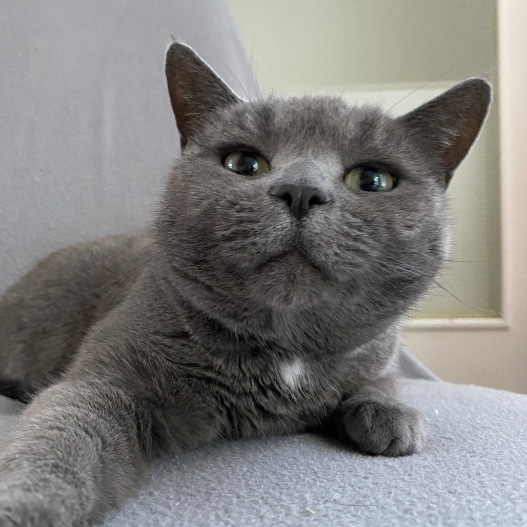 Daphne