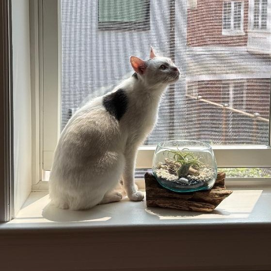 Simon