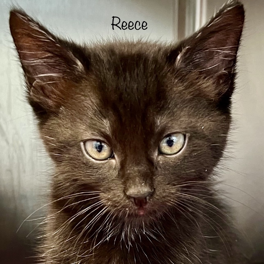 Reece