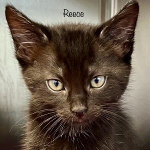 Reece, Baby Male Domestic Medium Hair