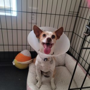 Jackson, Adult Male Mixed Breed