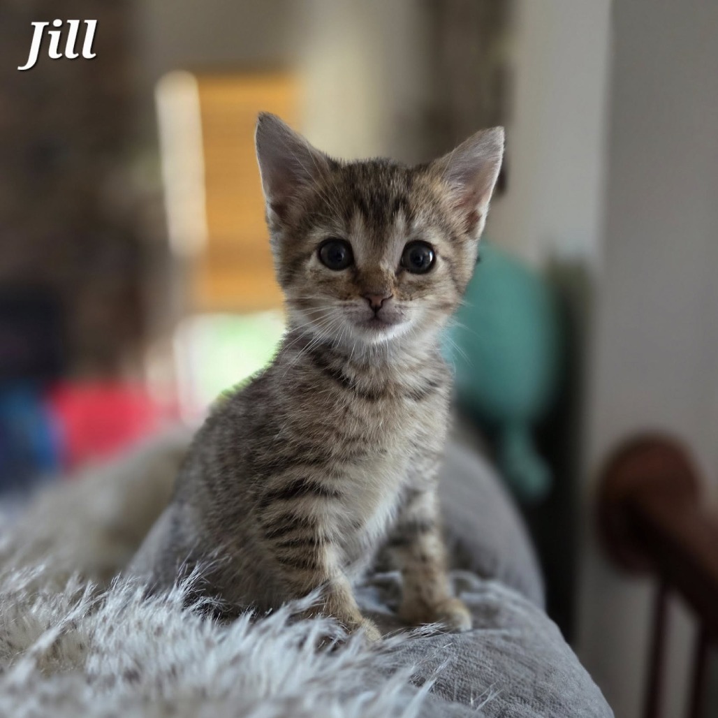 Jill (paired with Jack)