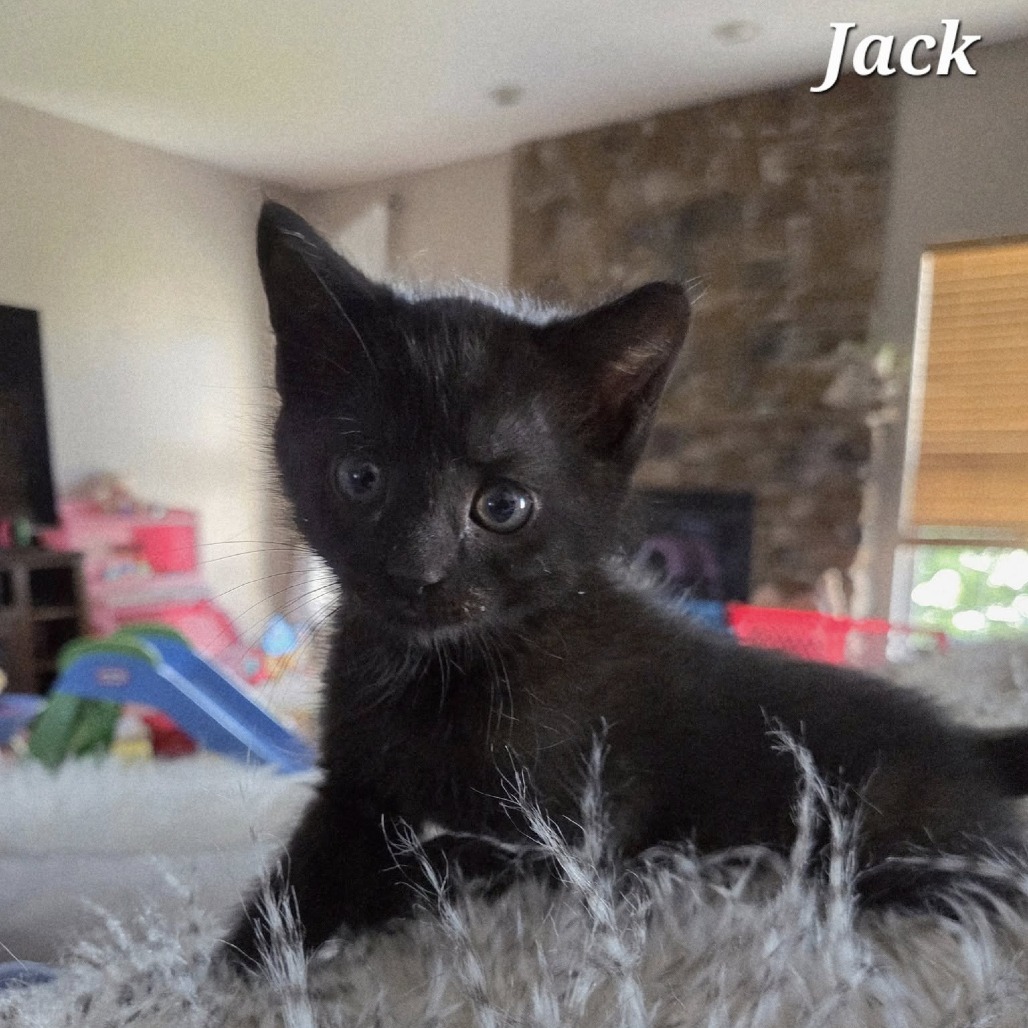 Jack (paired with Jill)