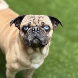 Stitch 7757, Adult Male Pug
