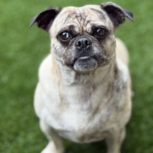 Lilo 7758, Adult Female Pug