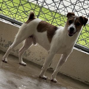 COURAGE, Adult Male Terrier