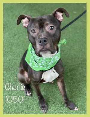ANIMAL ID 10501 Charlie is a sweet 1 year old puppy who was unfortunately surrendered at the shelte