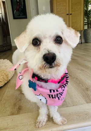 Selene, Young Female Bichon Frise
