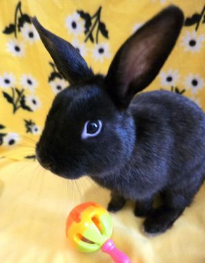 Kirby, Young Male American