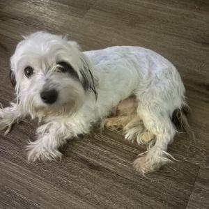Meet Benji Levi Benji Levi is a darling 5 12-year-old Maltese Terrier mix who weighs about 11 poun