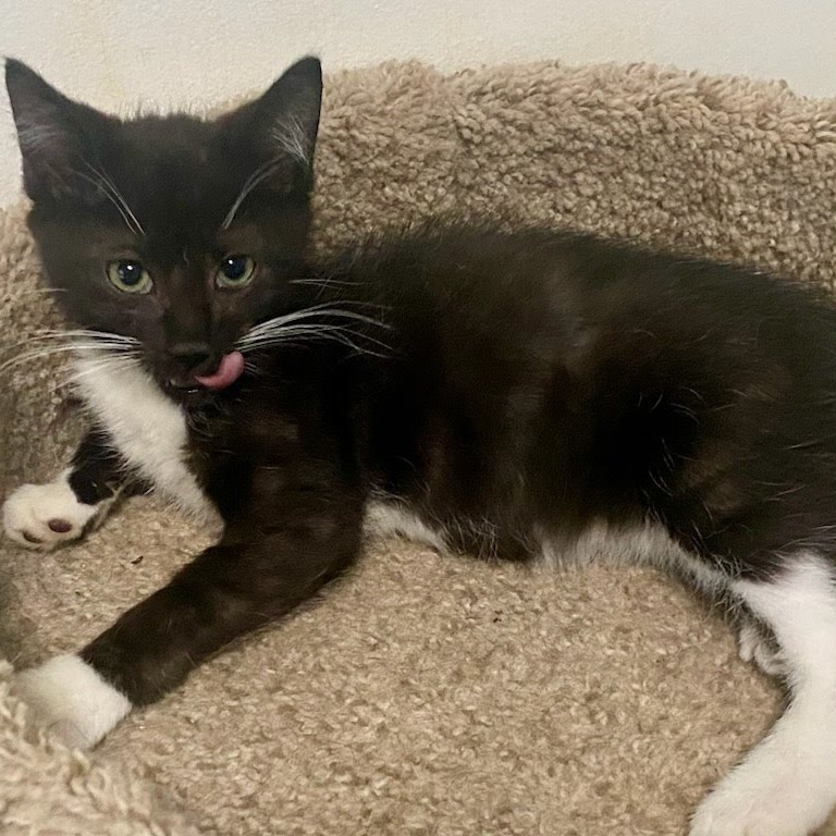 Onyx, an adoptable Domestic Short Hair in Kingman, KS, 67068 | Photo Image 1