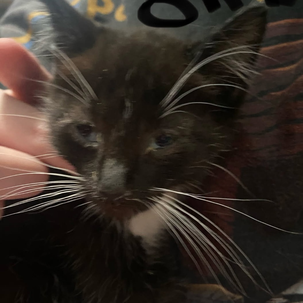 Onyx, an adoptable Domestic Short Hair in Kingman, KS, 67068 | Photo Image 2