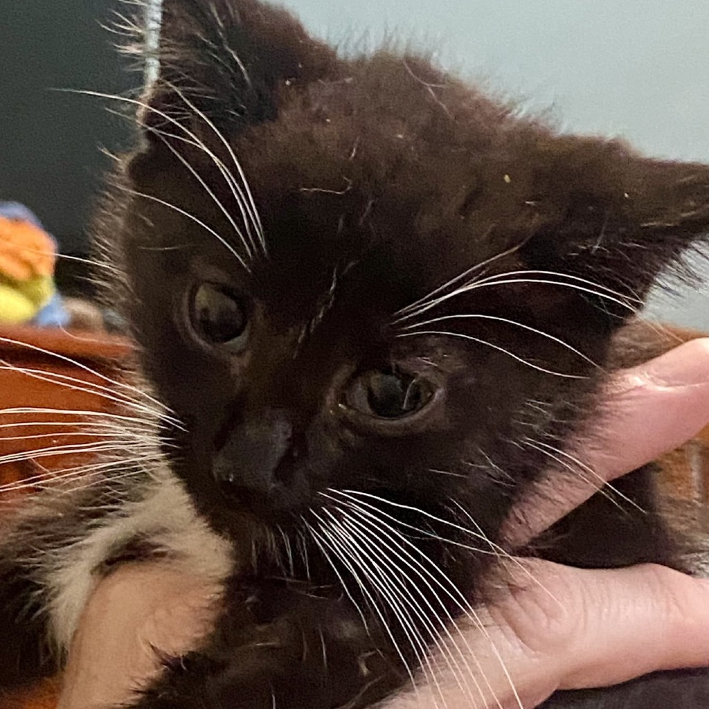Onyx, an adoptable Domestic Short Hair in Kingman, KS, 67068 | Photo Image 3