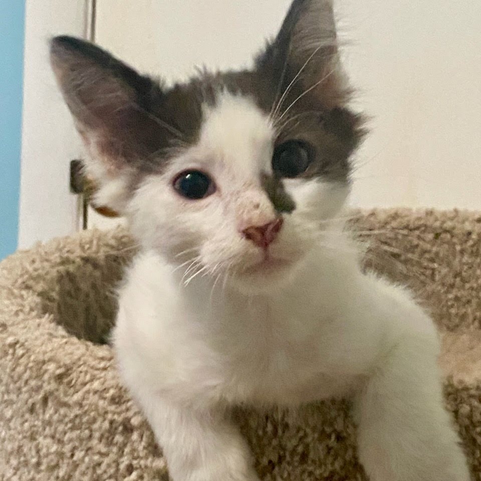 Jade, an adoptable Domestic Short Hair in Kingman, KS, 67068 | Photo Image 1