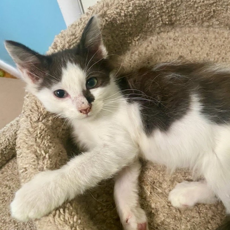 Jade, an adoptable Domestic Short Hair in Kingman, KS, 67068 | Photo Image 2
