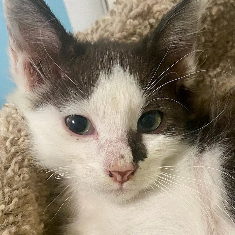Jade, an adoptable Domestic Short Hair in Kingman, KS, 67068 | Photo Image 3