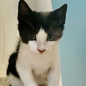 Jasper, Baby Male Domestic Short Hair