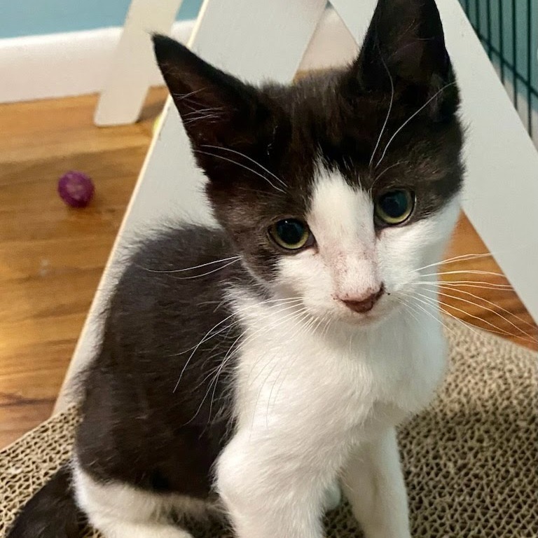 Jasper, an adoptable Domestic Short Hair in Kingman, KS, 67068 | Photo Image 2