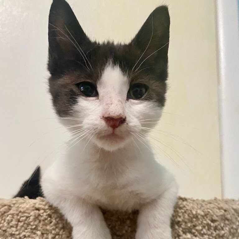 Jasper, an adoptable Domestic Short Hair in Kingman, KS, 67068 | Photo Image 3