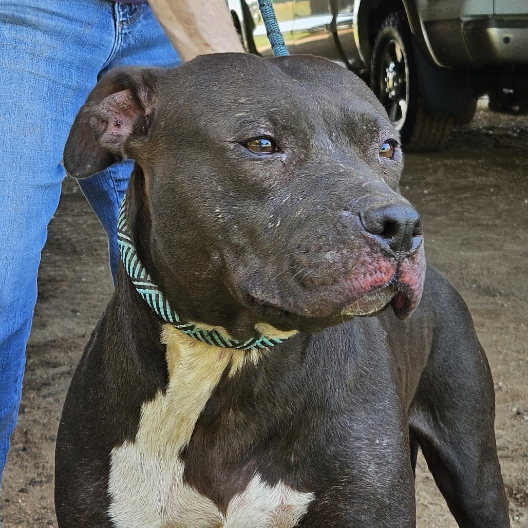 Zena