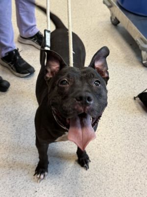 Primary Color Black Brown Secondary Color White Weight 424lbs Age 7yrs 0mths 0wks