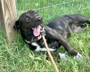 Millie, Young Female Dachshund